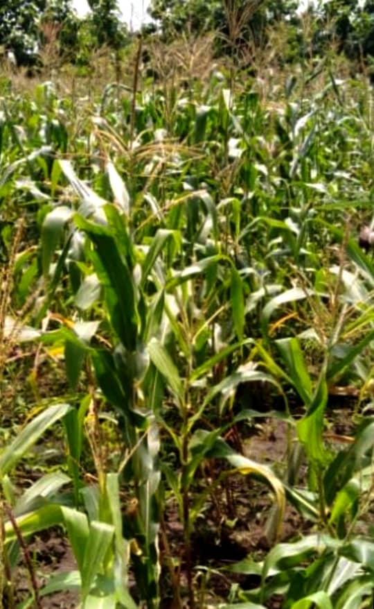 TERRAINS AGRICOLES